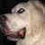 Jean Brown's profile image