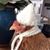 Anita Howard's profile image