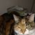 Sharon Kenealy's profile image