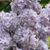 Kathy Adams's profile image