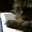 Sue Thornburg's profile image
