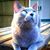 SquirtThe Cat's profile image