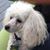 Patti Caruana's profile image