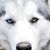 Lorri Webb Sanderson's profile image