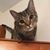 Bev Smith Mo's profile image