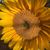 Louise Sharrocks's profile image
