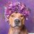 Lisa Holland Hill's profile image