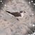 Laura Brown's profile image