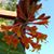 Shelly Toler Franz's profile image