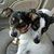 Andrea Rice's profile image