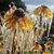Judy Sutliff Micheletti's profile image