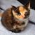 Donna Farruggio's profile image