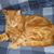Mary Anne Fisne's profile image