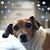 Denise Raven Zadikov's profile image