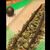 Ilock Rasta's profile image