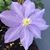 Lei Anna Young Sugerman's profile image