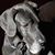 Lily Meyer's profile image