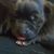 Severin Tobias Fjelstad's profile image