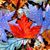 Andrea Hoffman Detweiler's profile image