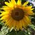 Michaela Holthausen's profile image