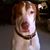 George Petsis's profile image