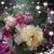Laura Mead-Desmet's profile image
