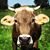 Silke Fernandes's profile image