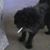 Sarah Louise Kissell's profile image