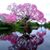 Diana Vannoy Till's profile image