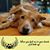 Susan Ordway-Semple's profile image