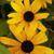 Joseta Halbur's profile image