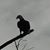 Brent Dozier's profile image