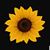 Jai Davis's profile image