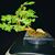 Patricia Willouer Dise's profile image