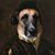 Alexander Syzoniuk's profile image