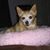 Carol Wadsley's profile image