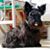 Bonnie Thomsen Plummer's profile image