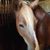 Ann Sundquist Melander's profile image