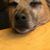 Buster Austaria Brown's profile image