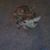 Jannette Smith's profile image