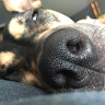 Dog A.'s profile image