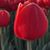 Michelle McBee's profile image