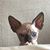 Annie Hall's profile image