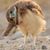 Craig Balzer's profile image