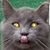 Charlie Schilff's profile image