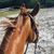 Sandy Gillespie's profile image