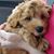 April Eckert Childrose's profile image