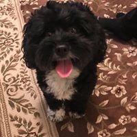 Rosa Tillman's profile image