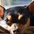 Nancy Leboeuf's profile image