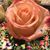 Michelle Gulland's profile image